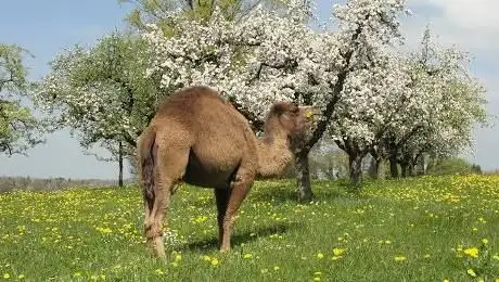 Photo of Kamelhof Olmerswil KLG
