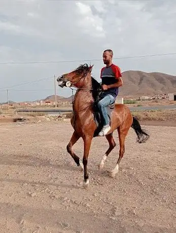 Photo de نادي إلياس للفروسية زايو - Club ilyass d'Équitation Zaio
