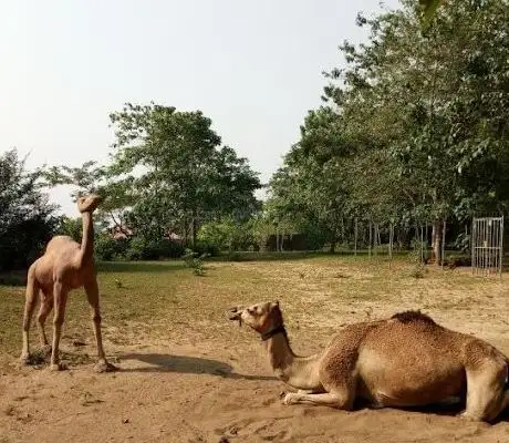 Photo de Q-Brat Zoos
