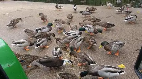 Photo of Vivary Park