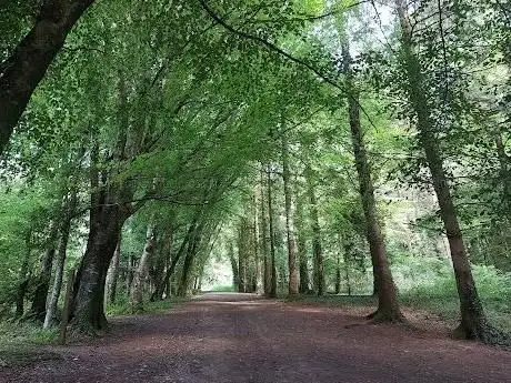 Mullaghreelan Wood