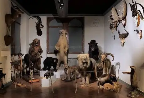 Photo de Musée zoologique de Strasbourg