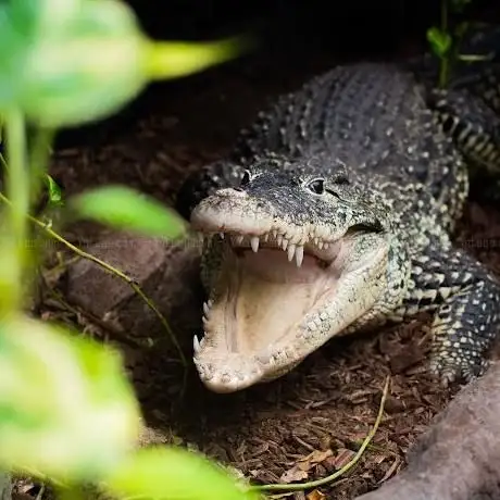 Photo de Crocodile Zoo Falster