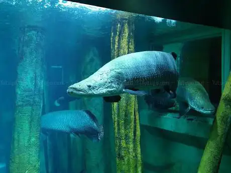 Photo of Aquarium River of Zaragoza