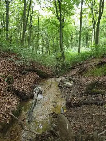 Photo de Brecks woods