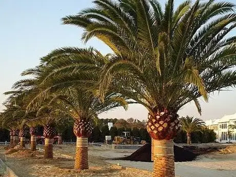 Photo de Company Palm Contracting Agriculture