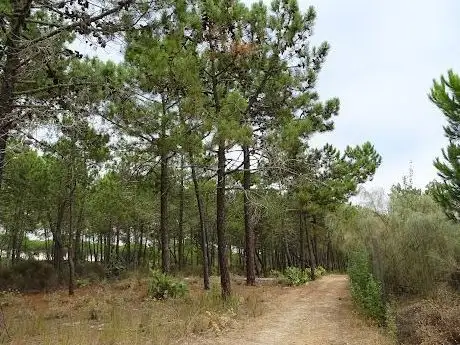 Photo de Lagoa de Aldeia Nova