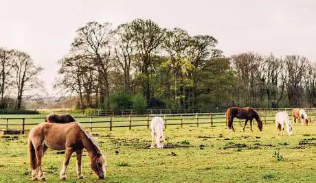 Photo de Lucknam Park Equestrian Centre