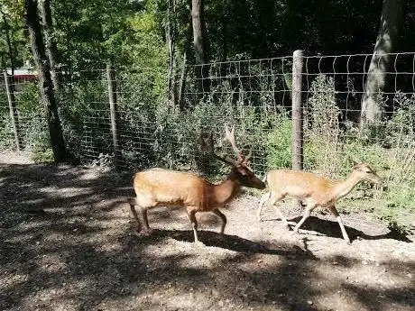 Photo of Wildpark Ernstbrunn