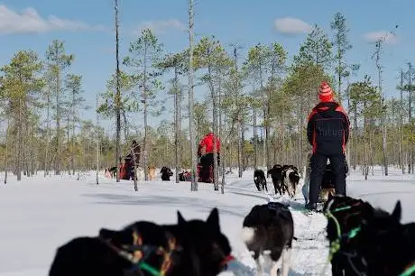 Photo de Sweden Husky Tours