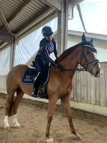 Photo de HC Horse Coaching