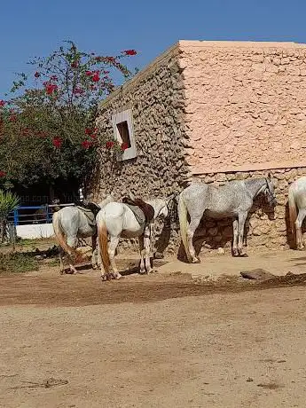 Photo de Ferme Equestre Caid Mansouri _ Association Marocaine d'Equithérapie