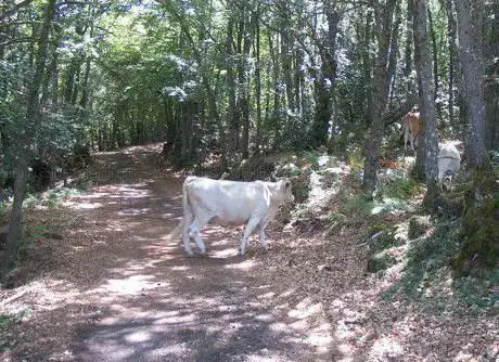 Photo de Bosco La Nave