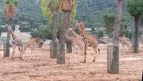 Photo of Zoosafari Fasanolandia