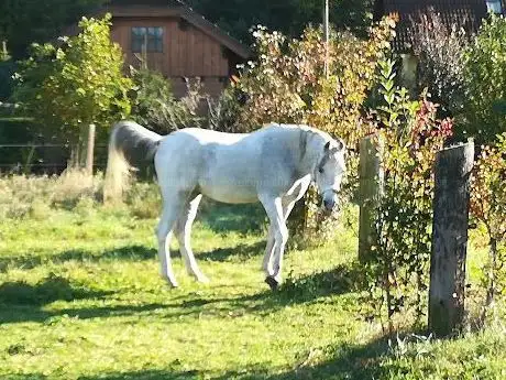 Photo de Pferdestall Grubmüller