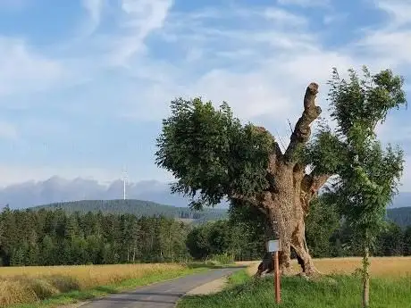 Photo de Fleischbaum