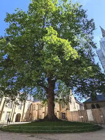 Photo de Arbre de la Liberté