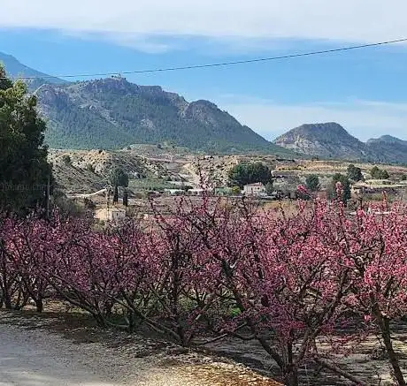 Photo de Mirador floración