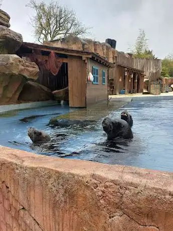 Photo de Spectacle otaries