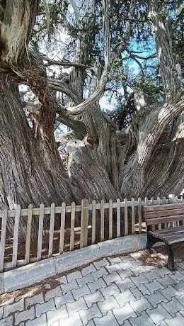 Photo de Anıt Ağaçlar / Ardıç Ağacı