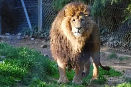 Photo of Zoo de Servion