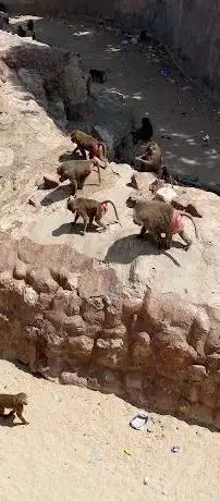 Photo de جبلاية القرود