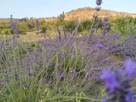 Photo de Kapadokya Lavanta Bahçesi