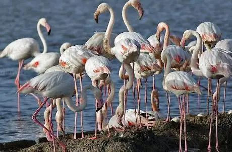 Photo de Bodrum Tuzla Kuş Cenneti