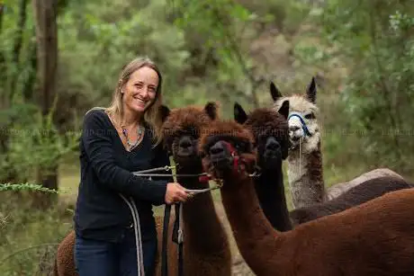 Photo de Mio alpaca