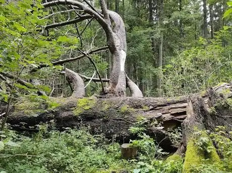 Photo de Král Smrků