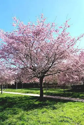 Photo de Parc du Mont Evrin