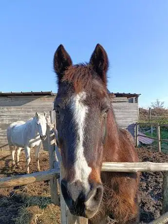 Photo de Maneggio Arcieri a cavallo Italia