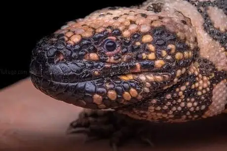 Photo of Welt der Gifte