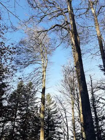 Photo de Tremontkopf