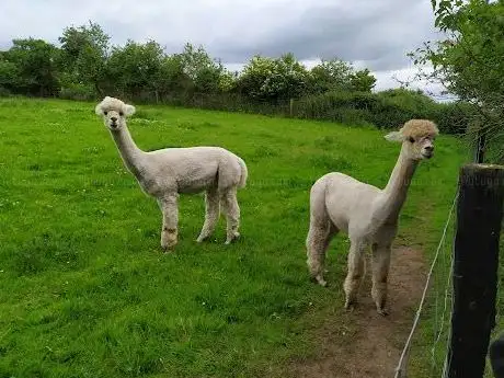 Photo de Long Acre Alpacas