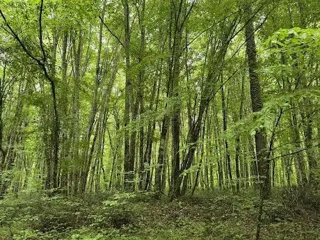 Photo de İğneada Longoz Ormanları Milli parkı