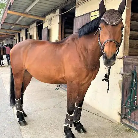 Photo de Écurie des Bergeries