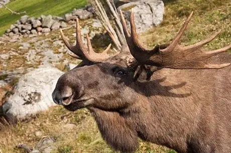 Photo de Virum Älgpark