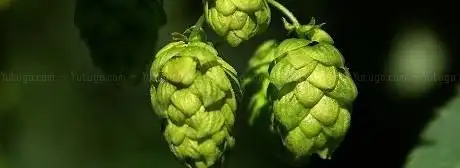 Photo de Hopfenerlebnishof Stiglmaier