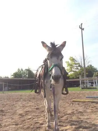 Photo de Ar scuola equitazione monta Western