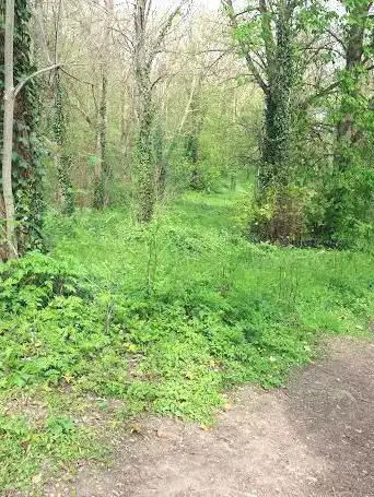 Photo de colombelles Woods