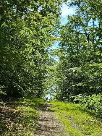Photo de Forêt Domaniale de Loches