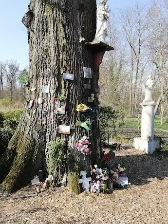 Photo de Chêne de la Vierge