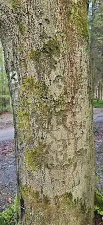 Photo de MacArthur Baum - 160 Jahre alt - Verewigung von 1944 - Hürtgenwald / Westwall