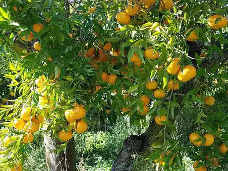 Photo de Oratorio 