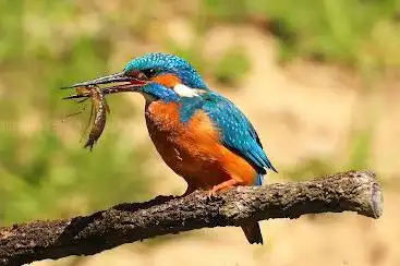 Photo de BirdLife-Naturzentrum Klingnauer Stausee