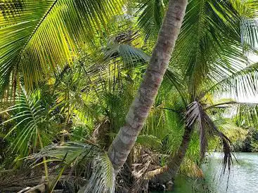 Photo de Indian River Tours
