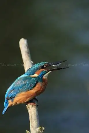 Photo de Vogelkijkhut Olle Mart