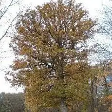 Photo de Handorfer Mühlenbach