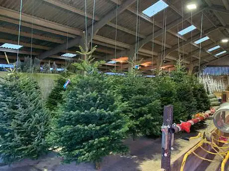 Photo de Glaisters Farms Ltd - Scottish Christmas Trees